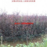 紫葉李、高桿女貞、香樟、紫薇、烏桕、樸樹、廣玉蘭、桂花、海桐