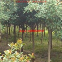 紅葉石楠、高桿石楠、紅葉李、大葉女貞、香樟