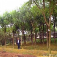 藍花楹，四川藍花楹，藍花楹大樹，藍花楹基地