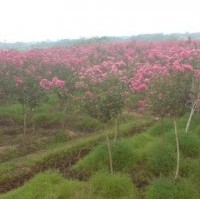 河南園林綠化苗圃基地供應紫薇、大葉黃楊、桂花等綠化苗木