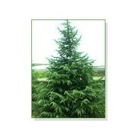 供應(yīng)雪松、蜀檜、廣玉蘭、白玉蘭、垂柳、紅葉石楠、紫薇、紅葉李