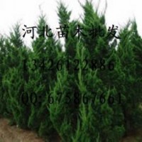 供應白皮松 白皮松哪里便宜 大量出售白皮松 白皮松基地 白皮松
