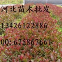 供應紅葉石楠 紅葉石楠哪里便宜 紅葉石楠 大量低價出售紅葉石楠