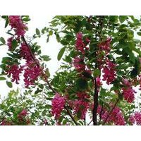 香花槐金銀花造型樹，國槐，棗樹造型的