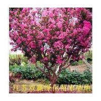 常年供應喬木，灌木，色塊類，小苗類