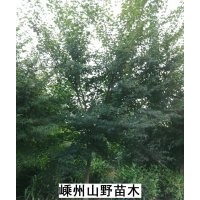 雞爪槭，桂花，大葉女貞，樂昌含笑，紫薇