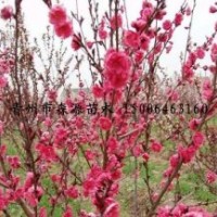 供應各種規格紅葉桃 紅葉碧桃小苗 另有美人梅 紫葉李