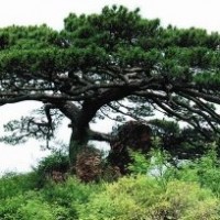 平頂松；白皮松；百日紅；柿子樹