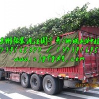 法國冬青價格_法國冬青基地