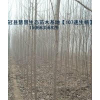 現貨供應當年107速生楊、三倍體毛白楊