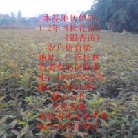 專供1-2年〈銀杏小苗，桂花小苗》