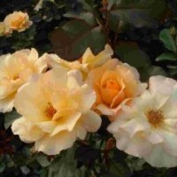 供應豐花月季