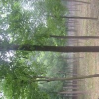 國(guó)槐 8-40公分國(guó)槐基地