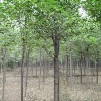 國槐樹 18公分國槐樹