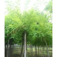 低價(jià)供應(yīng)國槐|法桐|火炬|香花槐|千頭椿|欒樹|垂柳|速生柳|金葉榆