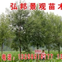 不限量供應速生白蠟苗 速生國槐苗