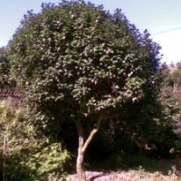 福建茶花，五彩茶花，泉州茶花，赤丹茶花，茶花小苗，十八學士