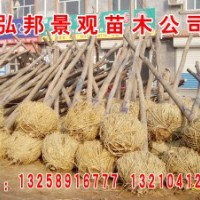 3-10公分定桿2年帽白蠟，國槐，法桐，速生白蠟