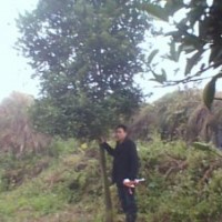 供應(yīng)各種苗木香樟,香櫞,楊梅樹