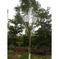 供應藍花楹