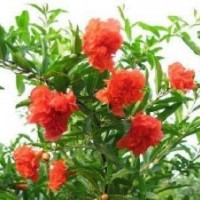香樟價(jià)格,花石榴價(jià)格,法國(guó)冬青價(jià)格,紅瑞木價(jià)格表