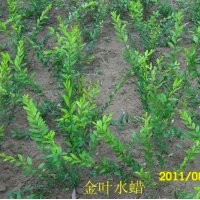 供應北方苗木金絲垂柳,速生楊,欒樹