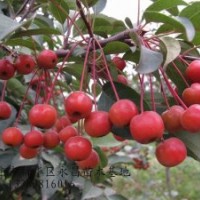 長(zhǎng)期供應(yīng)北美海棠-紅麗