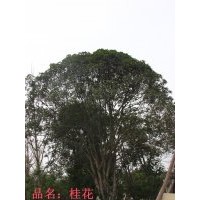 苗圃搬遷精品桂花、黃桷蘭等出售，量多從優(yōu)！