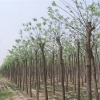 長期供應國槐，白臘，衛矛