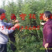 東（冬）紅歐洲白蠟哪里最便宜？