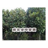 廣玉蘭價格【南京金峰苗圃】雪松價格|廣玉蘭價格|女貞價格|
