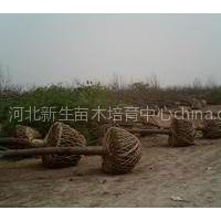 春季國(guó)槐最新價(jià)格