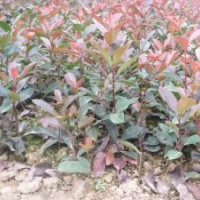 供應紅葉石楠、紫薇、馬褂木