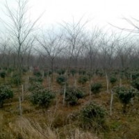 供應南京優質櫸樹出售