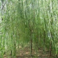 河北青皮垂柳 大規格垂柳 保定垂柳小苗