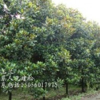 供應安徽廣玉蘭4-5-6-7-8-9-10-12公分