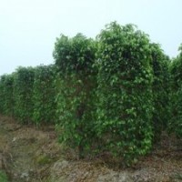 廣東苗木垂葉榕柱-低價垂葉榕柱直銷-垂葉榕柱苗木批發