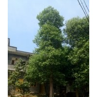 四川香樟，香樟基地，重慶香樟，香樟景觀樹