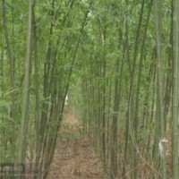 濟寧速生白蠟苗供應商天津速生白蠟苗供應商
