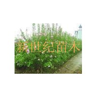 供應專售【木槿價格】【木槿花 】 哪里最便宜？