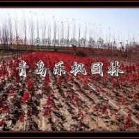 青島樂楓園林 美國紅楓,秋火焰
