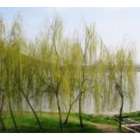 【柳樹】山西金絲垂柳、旱柳、3公分柳樹、5公分柳樹供應(yīng)