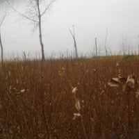 規(guī)格全質(zhì)量好當(dāng)年生紫薇苗速生紫薇苗批發(fā)價格紫薇苗基地