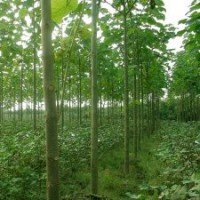 【精品推薦】供應5-25cm泡桐，冠形優美，價格低廉，5000棵。