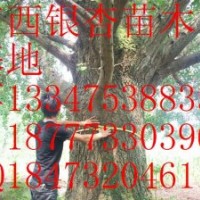 山東銀杏樹價格\山東銀杏樹苗\山東銀杏苗木