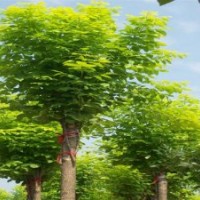 國(guó)槐，毛白楊，垂柳，速生柳，白蠟，法桐，椿樹(shù)，合歡等