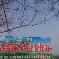 供應國槐 刺槐