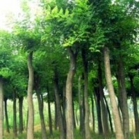 急售6-8公分國(guó)槐，大國(guó)槐小國(guó)槐規(guī)格齊全