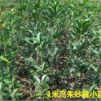 出售60-1米高優質朱砂桂小苗