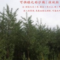 沙棘綠化苗供應，可用于綠化